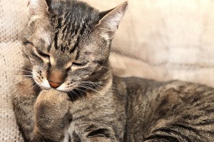 cat-1094713_640