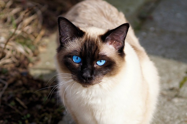 cat-2124270_640