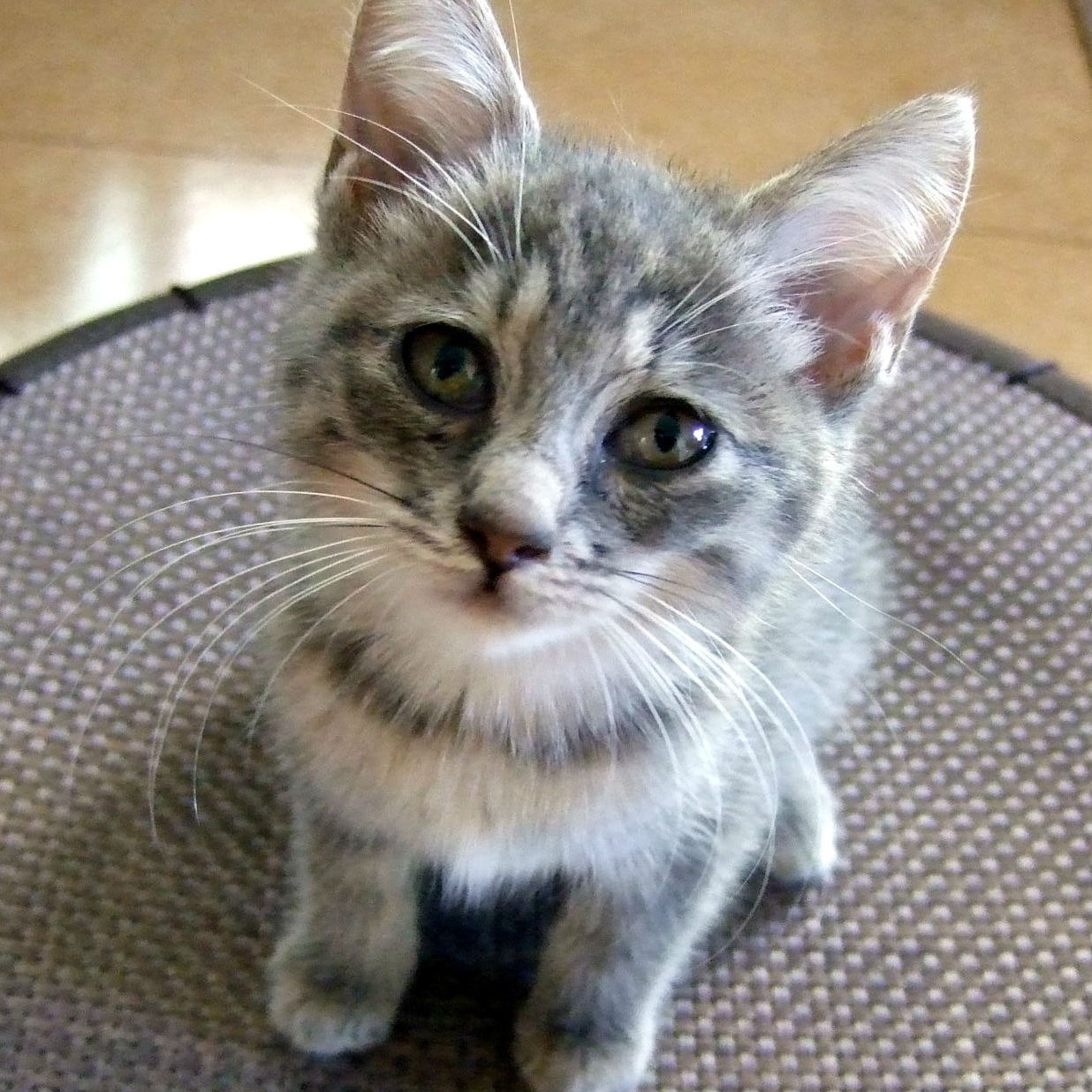 愛猫のストーカー行為 なんでこんなにかわいいの 猫の総合情報サイト ペットスマイルニュースforネコちゃん