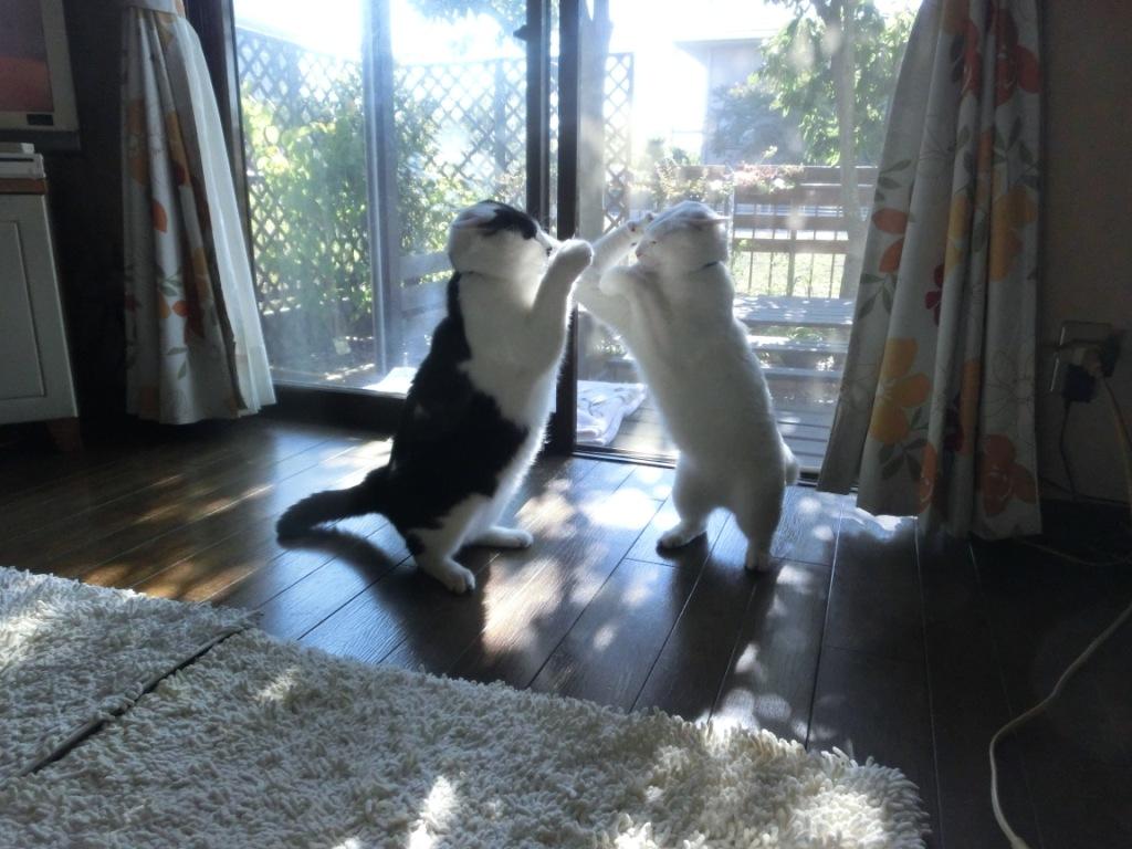 家の猫の画像⑦