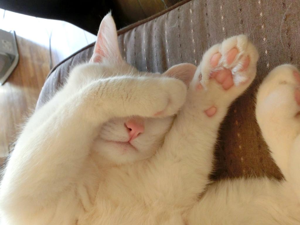 家の猫の画像③