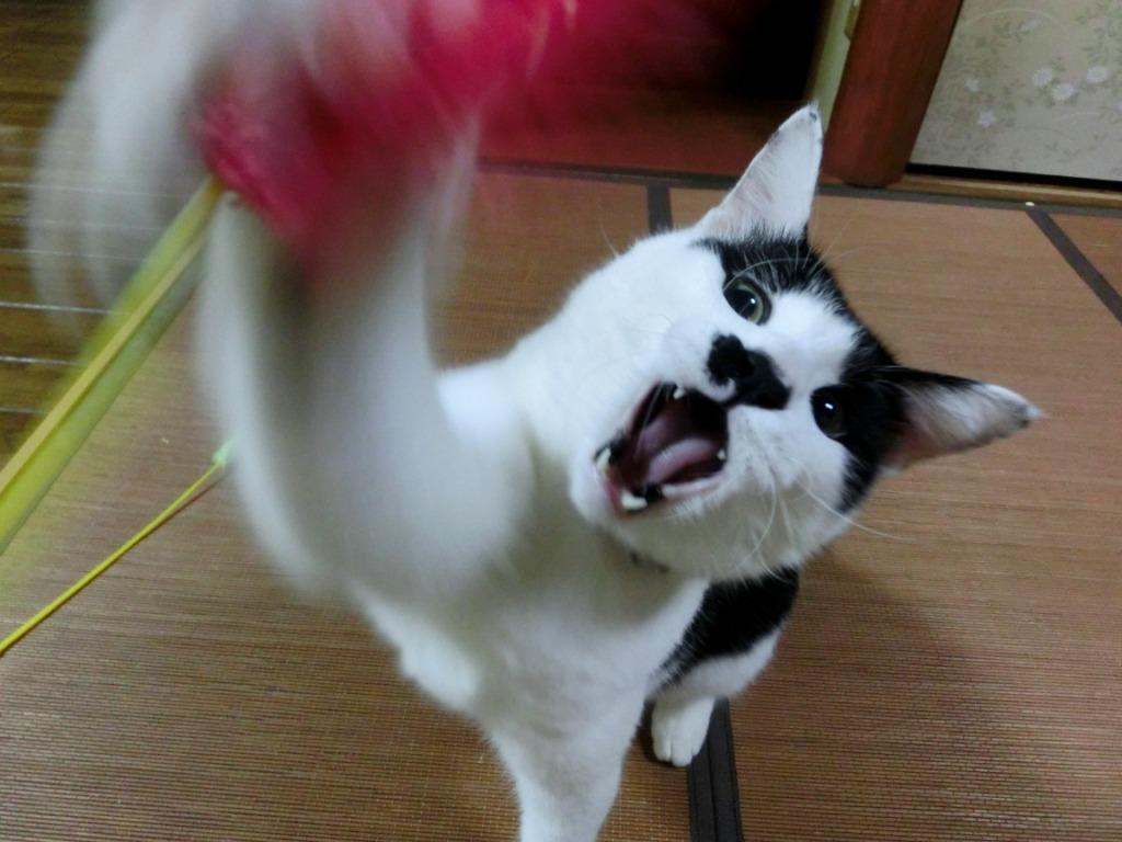 家の猫の画像⑥