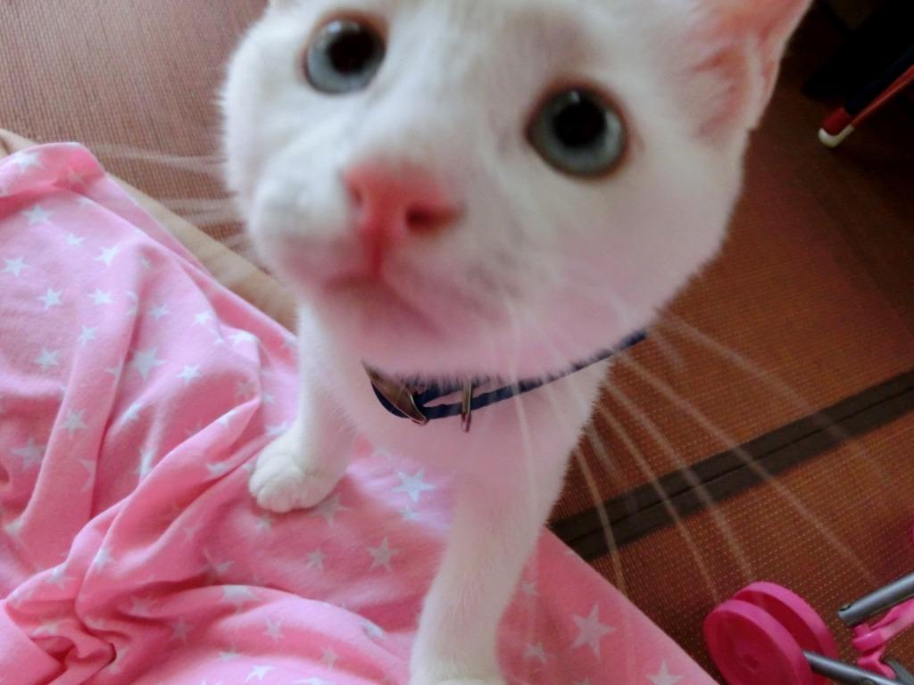 家の猫の画像②