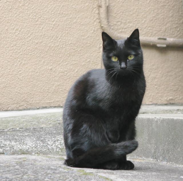 黒色