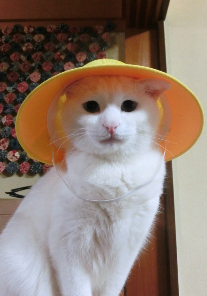 家の猫の画像④