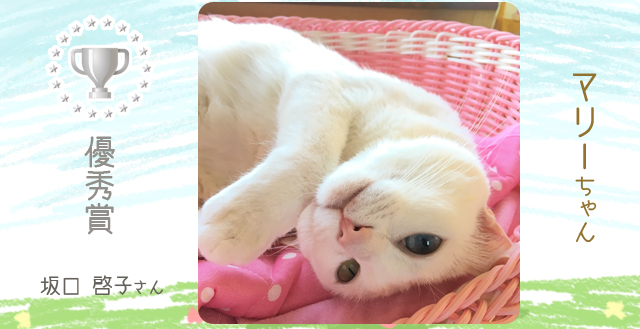 優秀賞_猫
