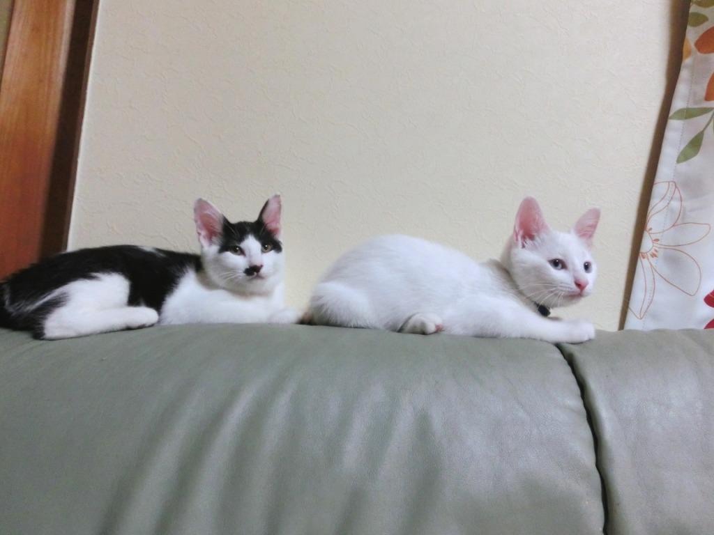 家の猫の画像⑧