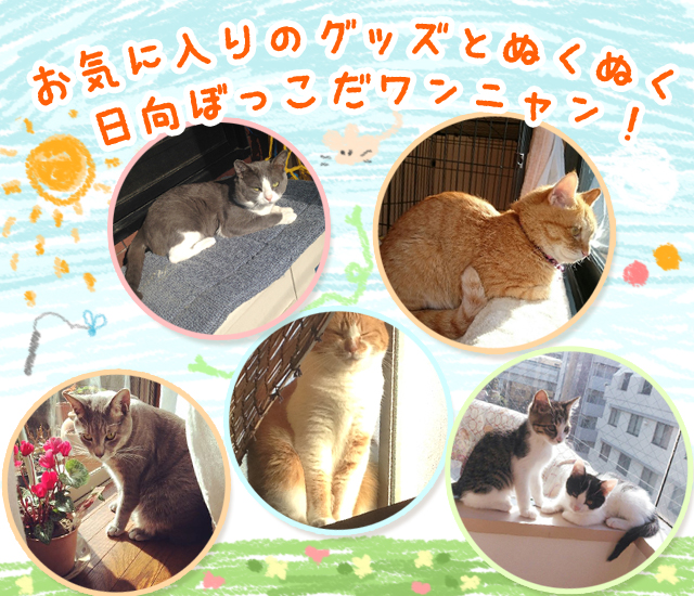 フォトコンテスト_5月_猫