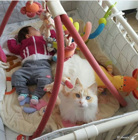 猫と人間の赤ちゃんを仲良く育てる方法とは 猫の総合情報サイト ペットスマイルニュースforネコちゃん