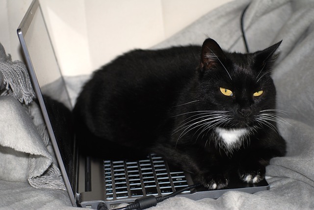 cat-963931_640