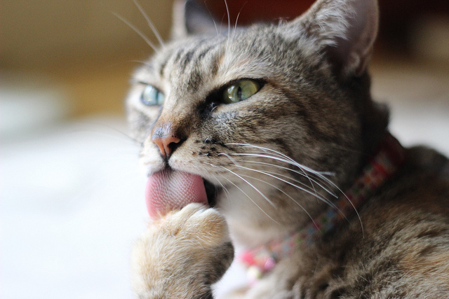 cat02