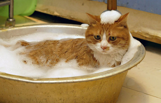 cat03