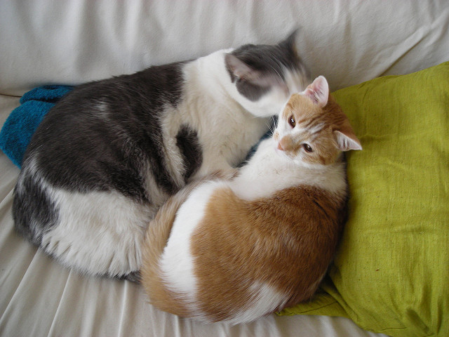 cat03