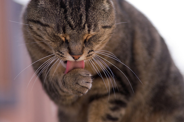 cat04