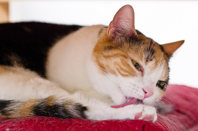 cat05