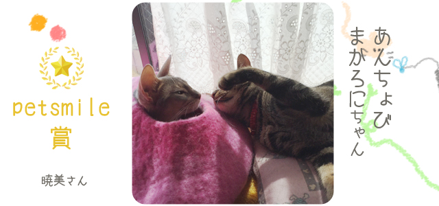 参加賞_猫