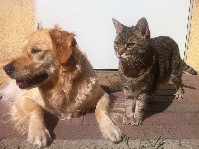 dog-1023933_640