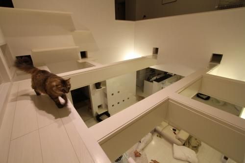 猫専用の通り道、キャットウォークがすごい2 (1)