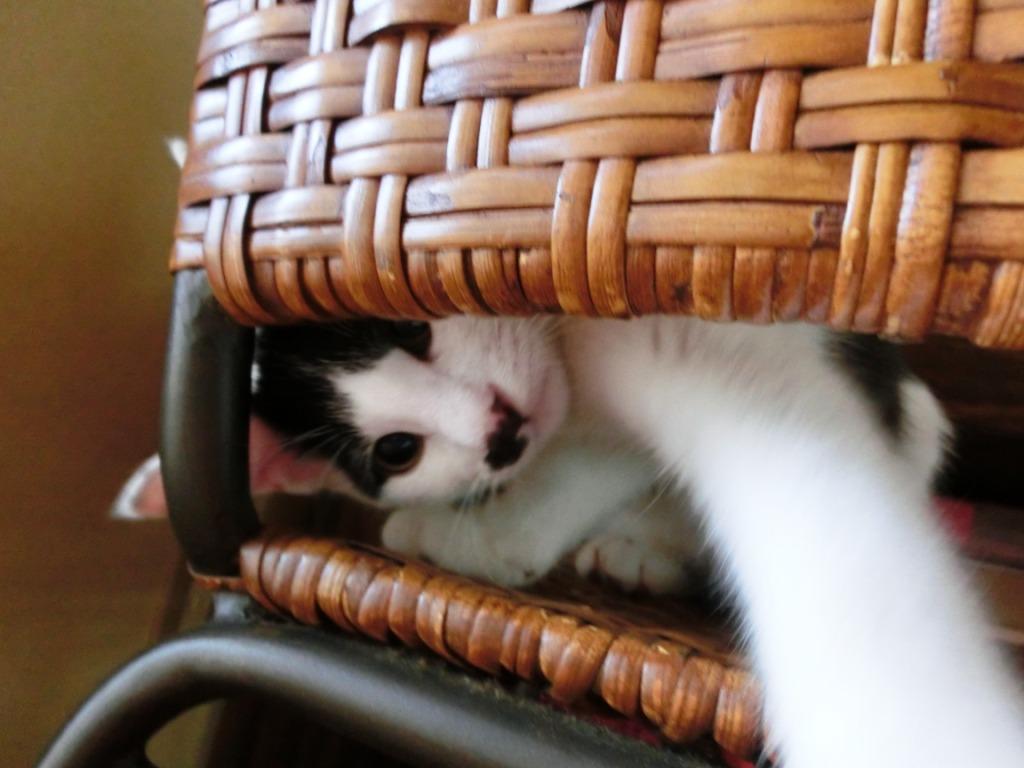 家の猫の画像① (2)