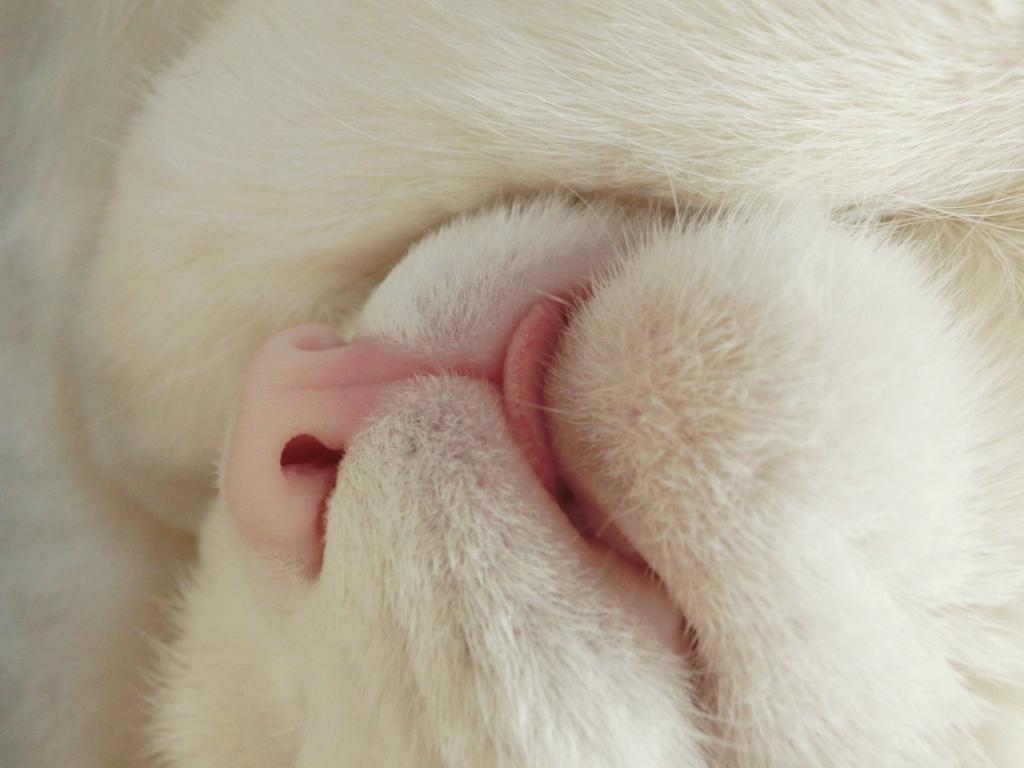 家の猫の画像⑤