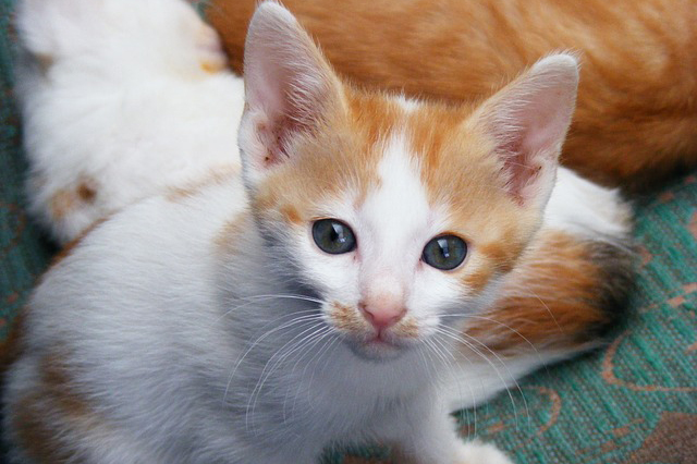 子猫 猫舎見学