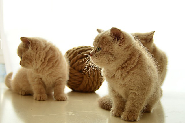 子猫 猫舎見学
