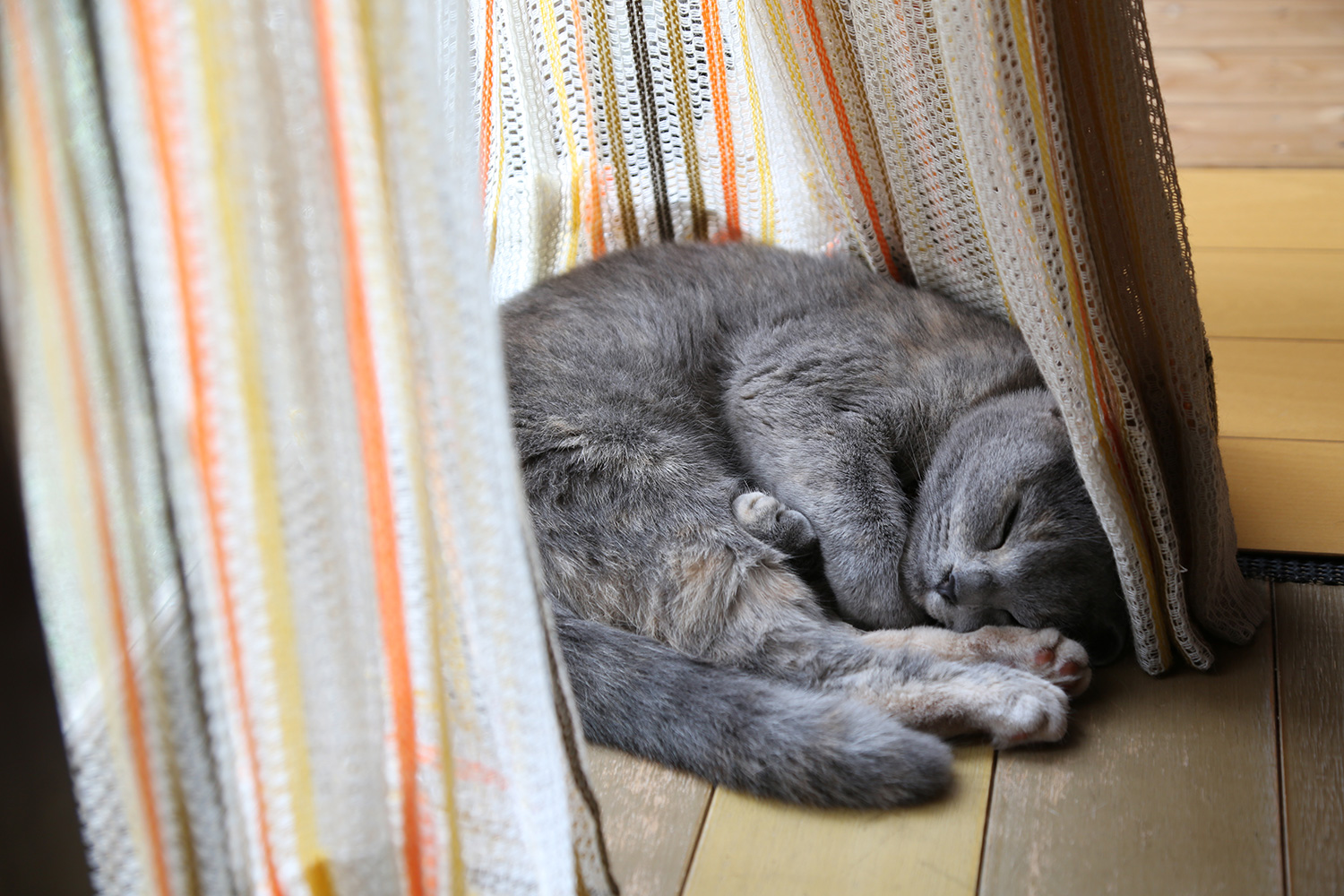 nekosya-neru