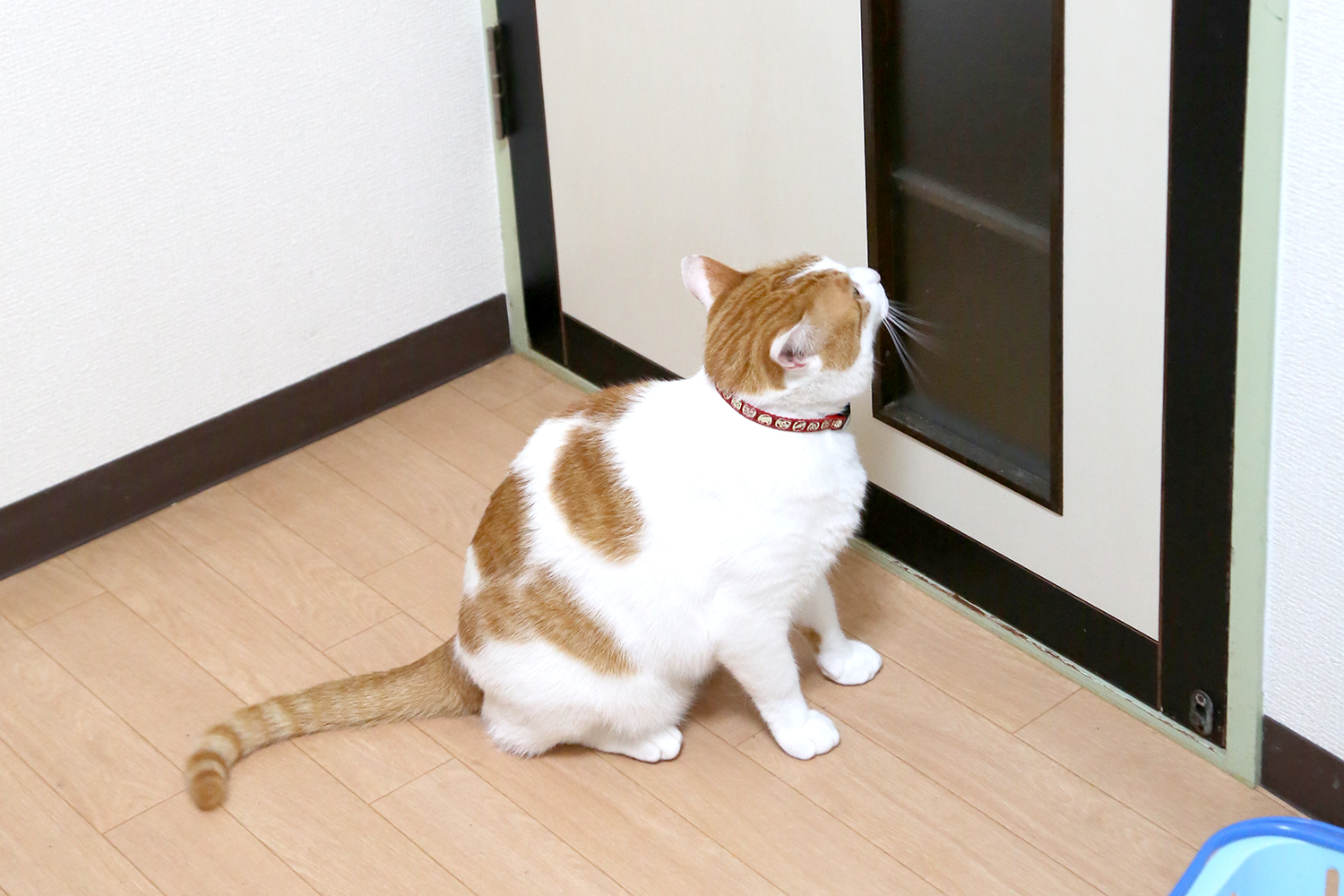 p-nekoaka02 (1)