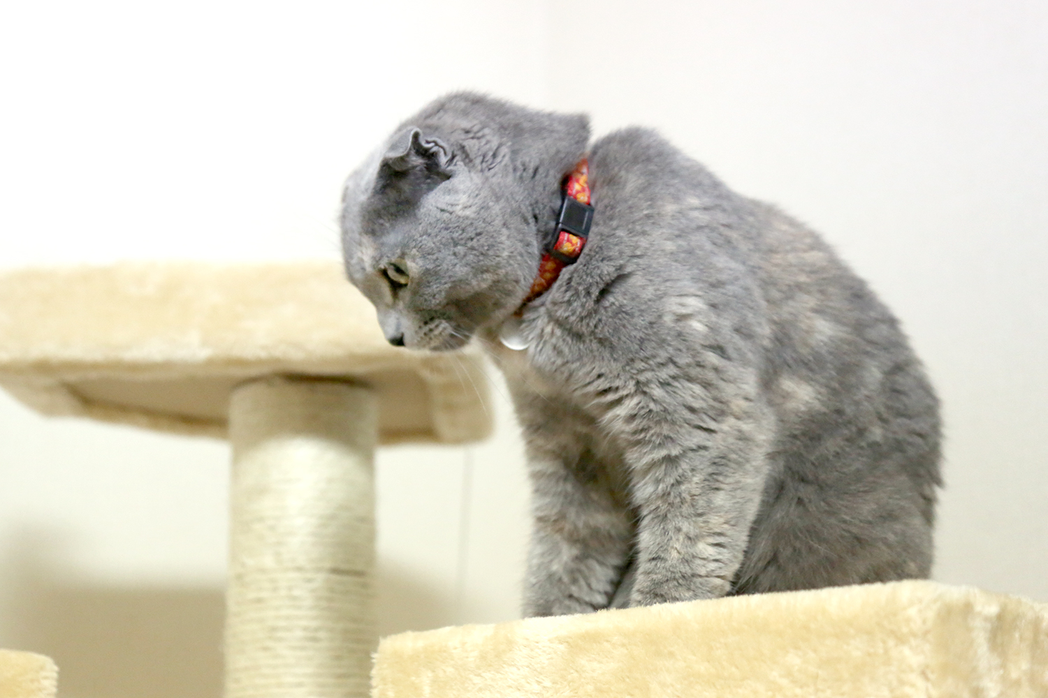 p-nekoaka03 (1)