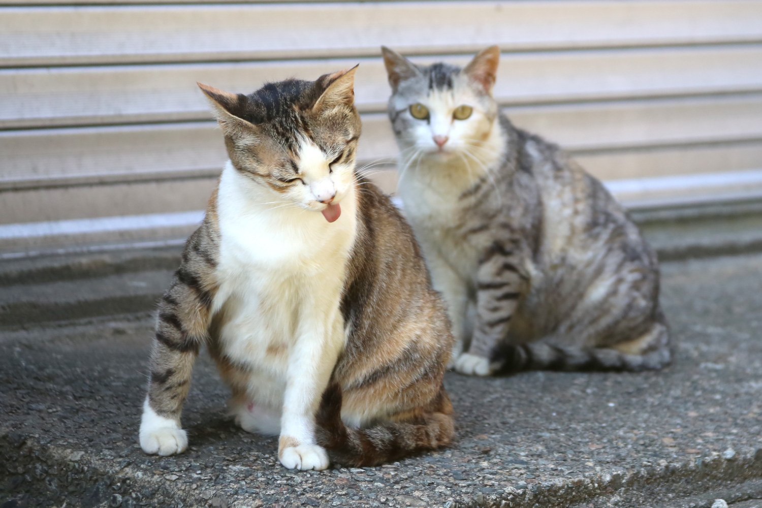 taisyu03