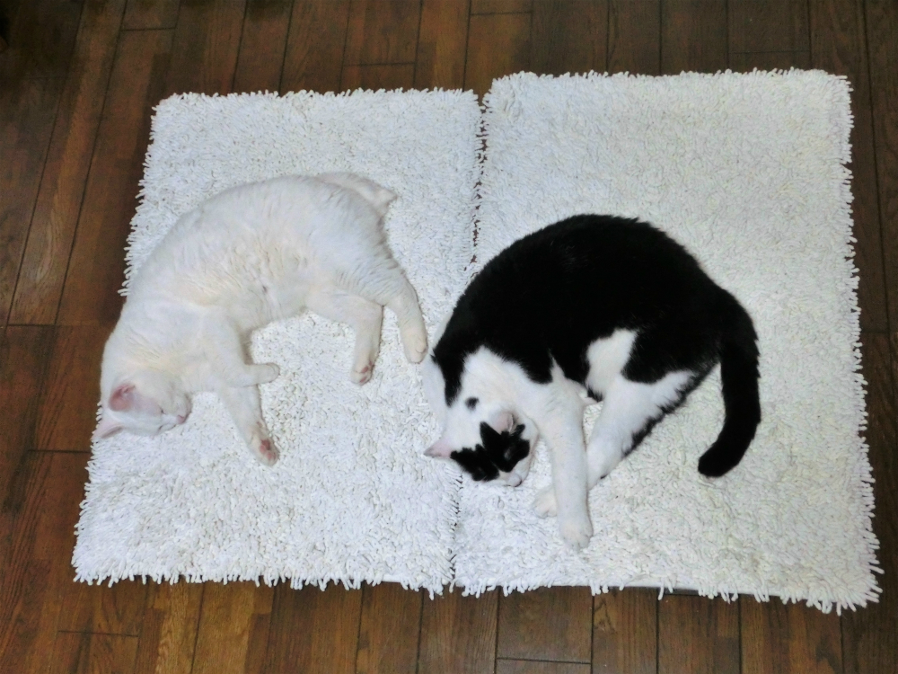 猫と一緒に避難するには?