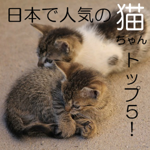 猫の種類は１００種以上 日本で人気の猫ちゃんトップ５ 猫の総合情報サイト ペットスマイルニュースforネコちゃん