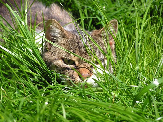 cat-866645_640