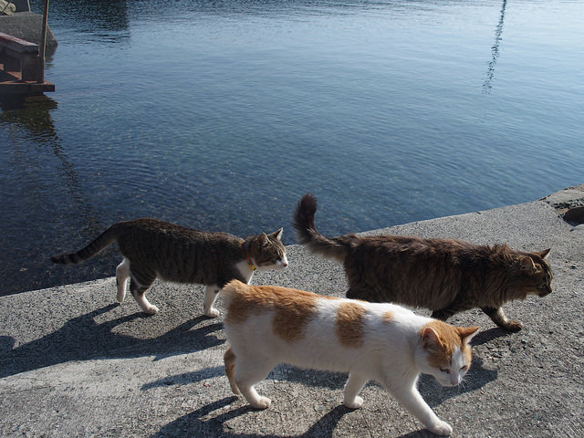 cat01 (3)