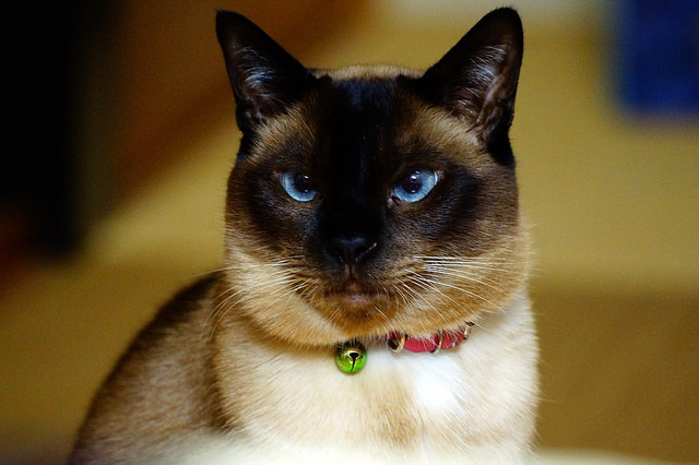 cat02 (1)