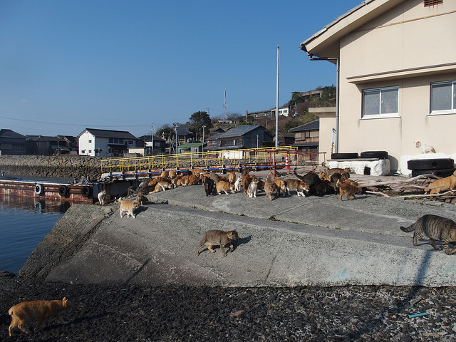 cat02 (3)