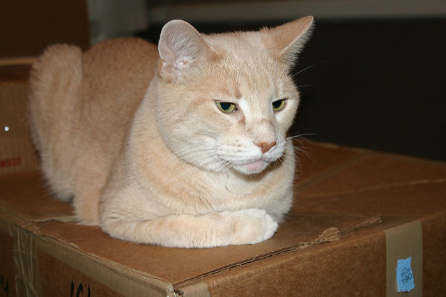 cat02