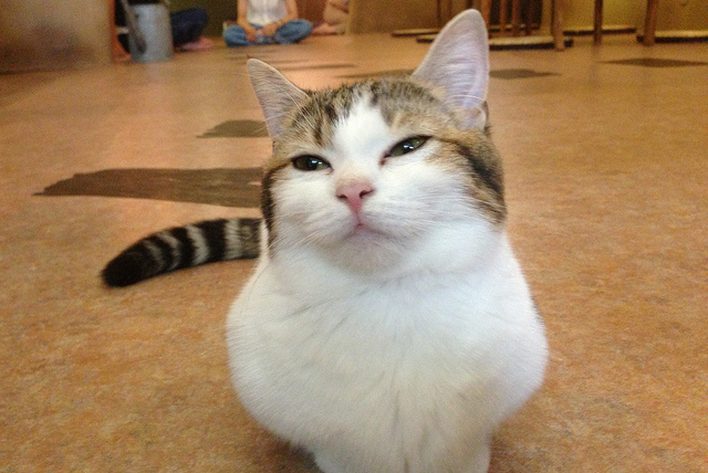 cat03 (1)