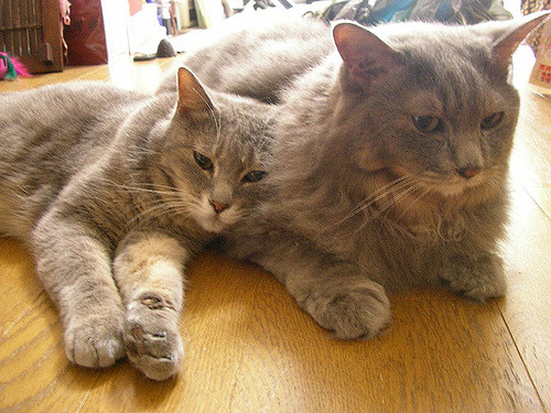 cat03