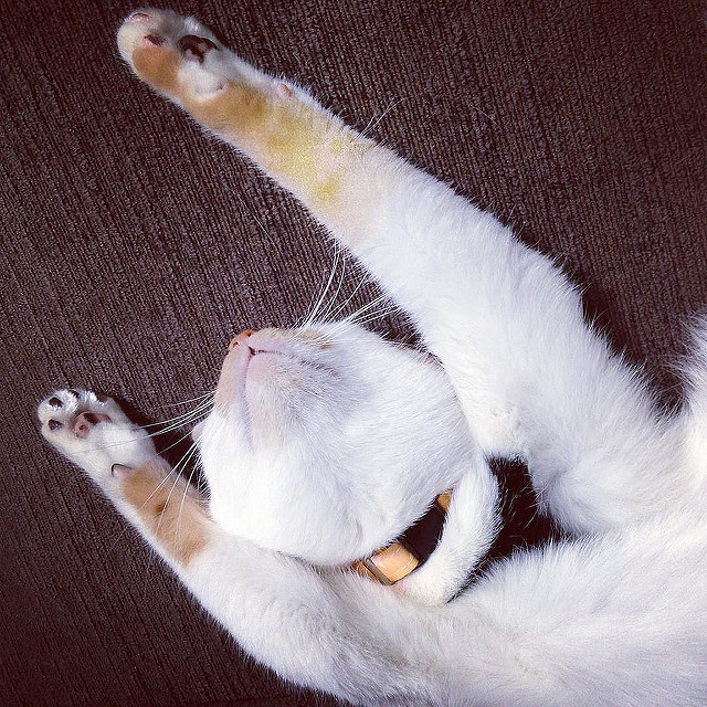 cat03