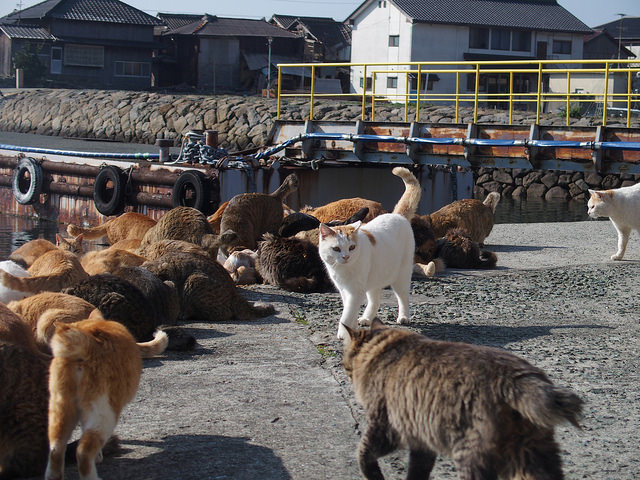 cat04 (3)