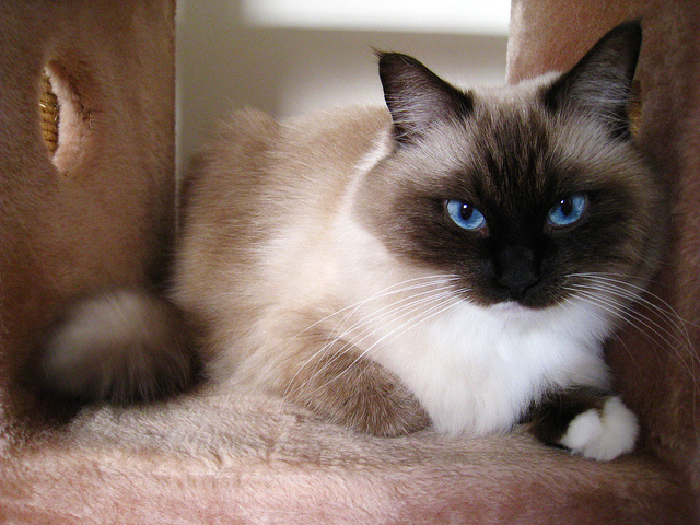 cat04