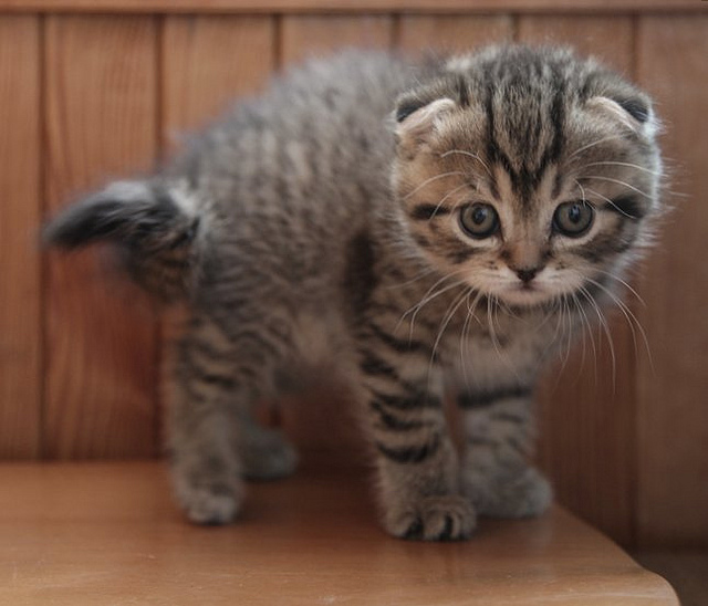 cat04