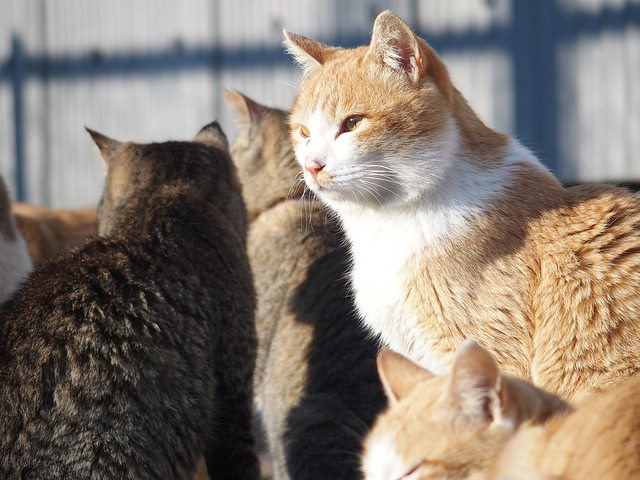 cat05 (2)