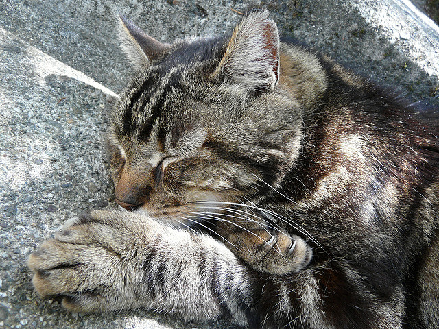 cat05