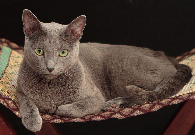 cat06