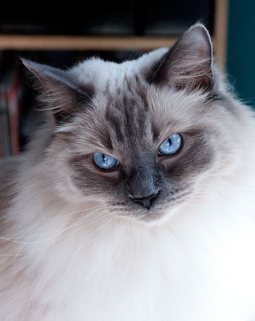 cat07