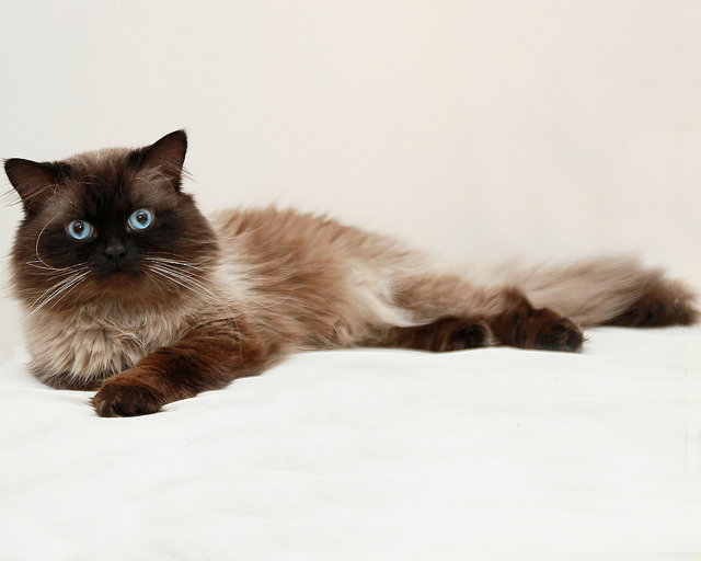 cat08