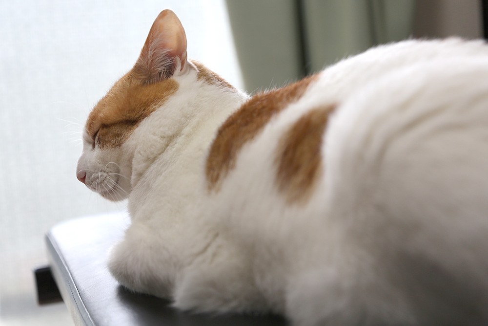 neruneko01