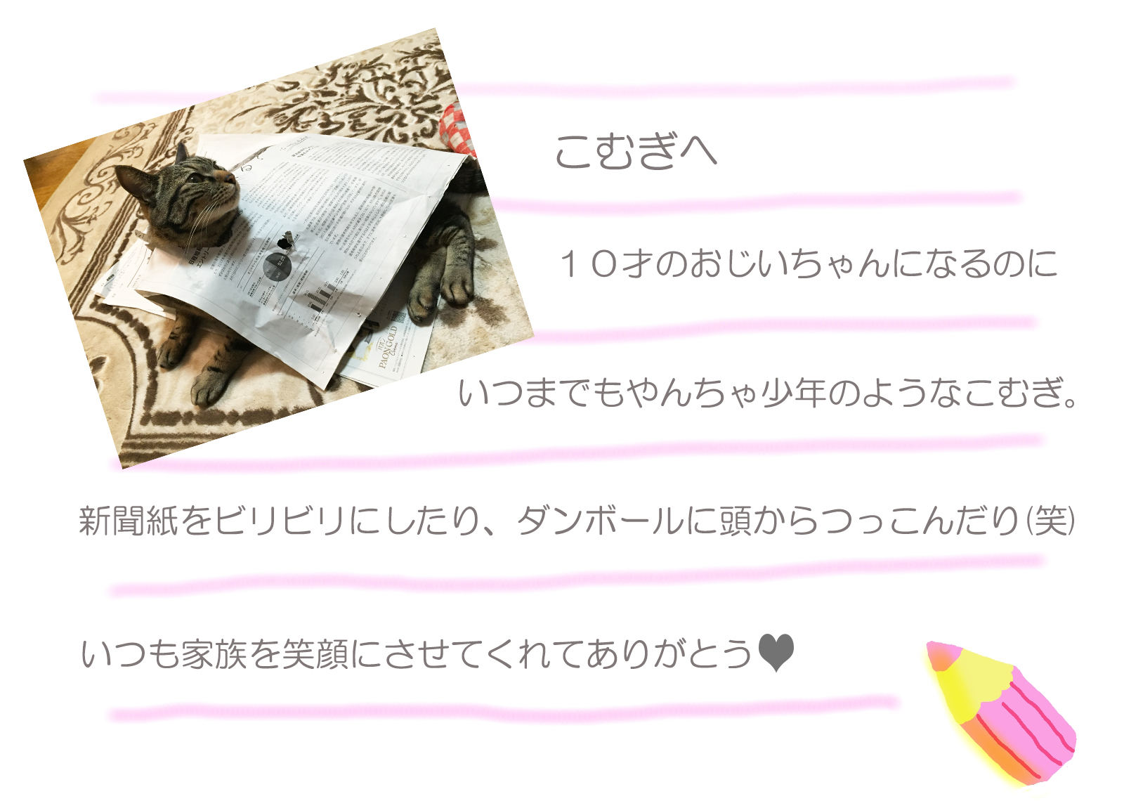 お手紙例 猫